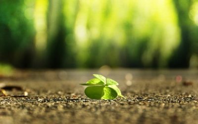 significato del verde