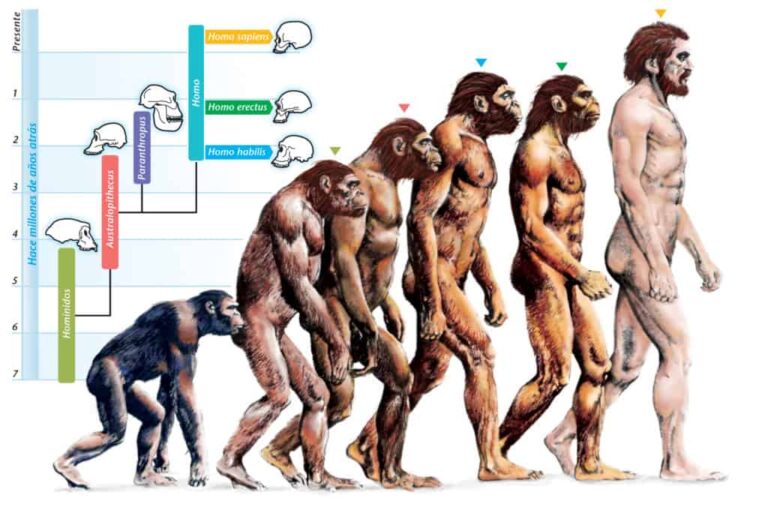 Psicologia evoluzionistica e personalità: perché siamo tutti diversi
